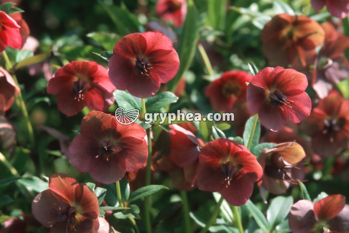 Hellebore (Helleborus sp.) - fleurs épanouies - gryphea.org
